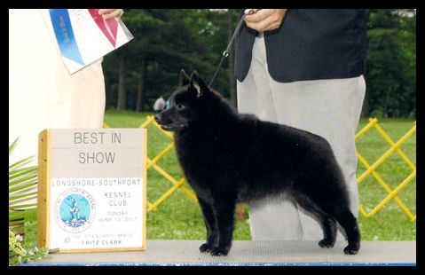 Delamer schipperkes best sale